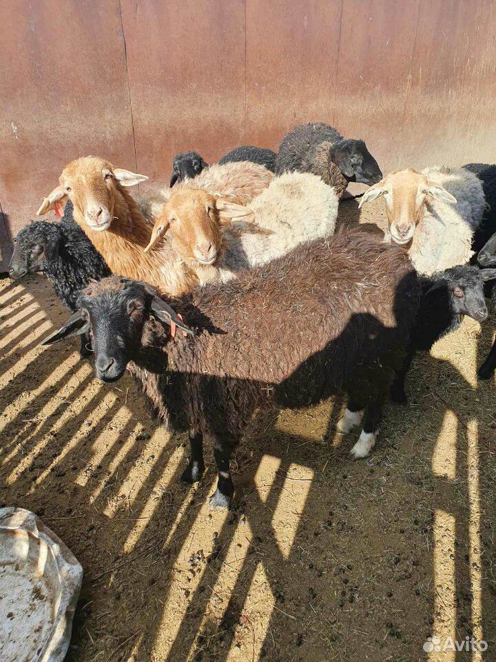Продам овцематок с ягнятами на племя курдючные купить на Зозу.ру - фотография № 3