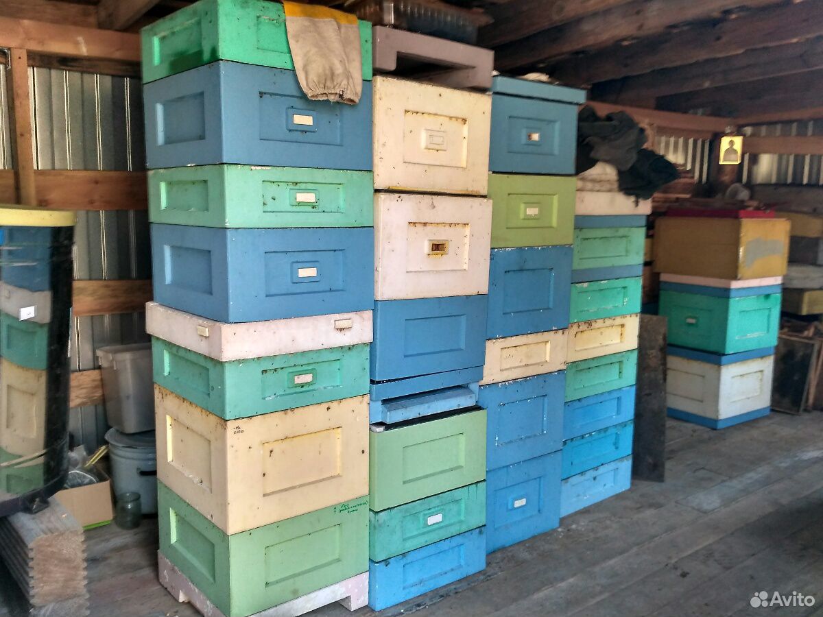 Пасека, пчелосемьи и инвентарь купить на Зозу.ру - фотография № 1