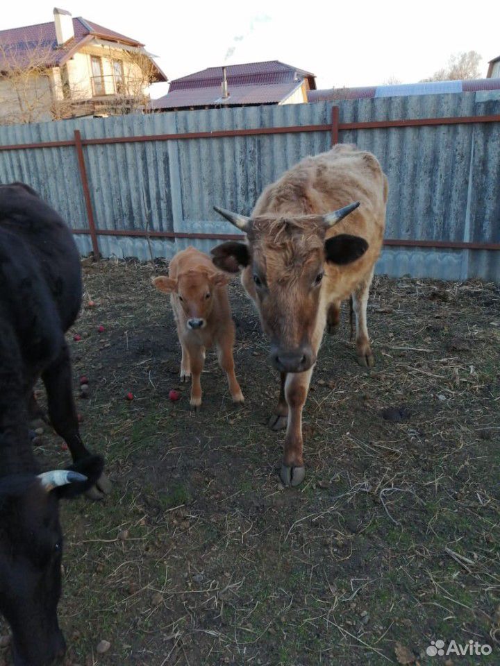 Коровы с телятами купить на Зозу.ру - фотография № 8