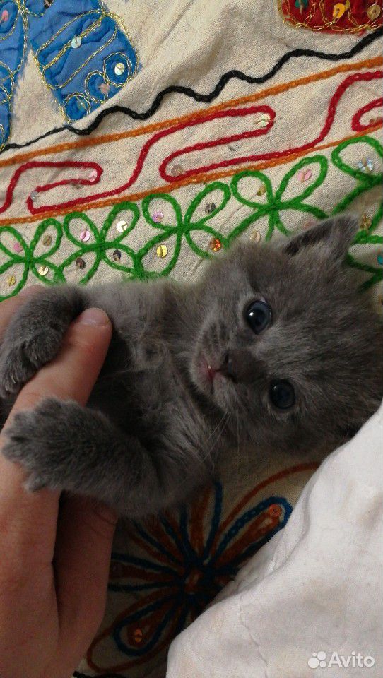 Котенок обыкновенный купить на Зозу.ру - фотография № 2