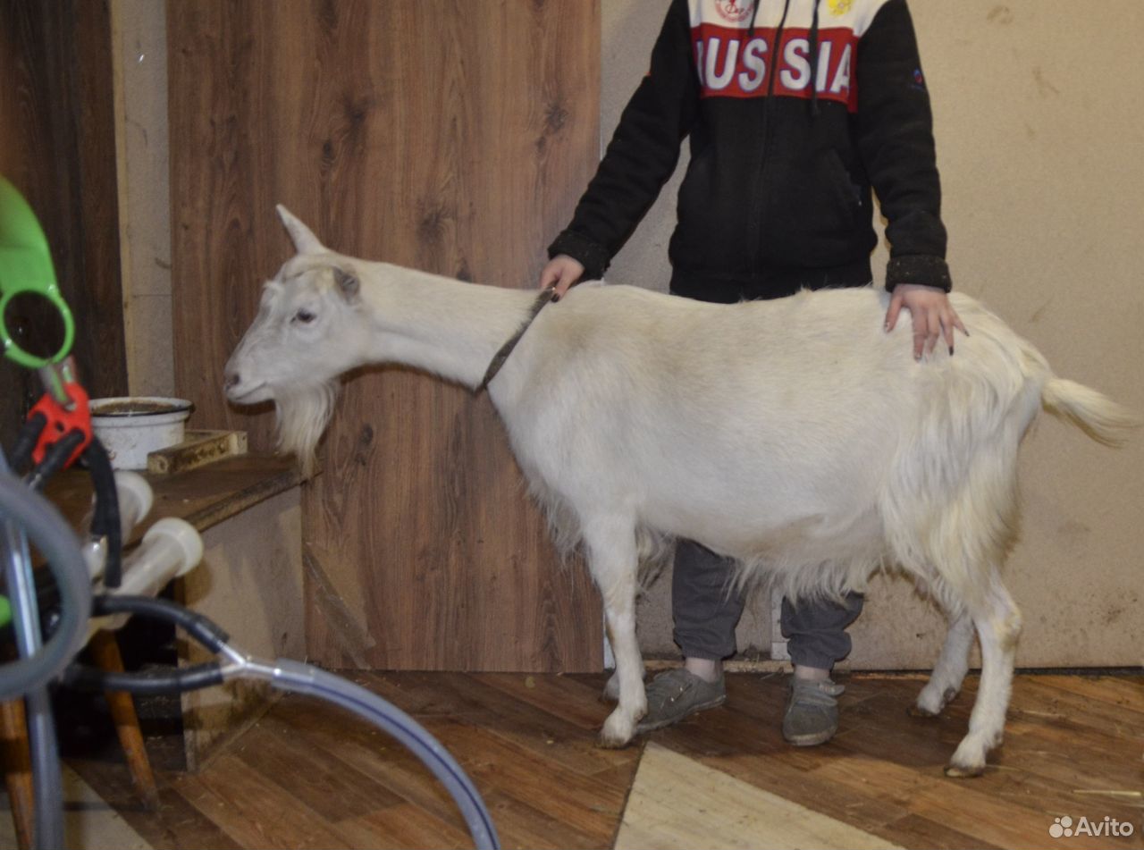 Продам козу купить на Зозу.ру - фотография № 5