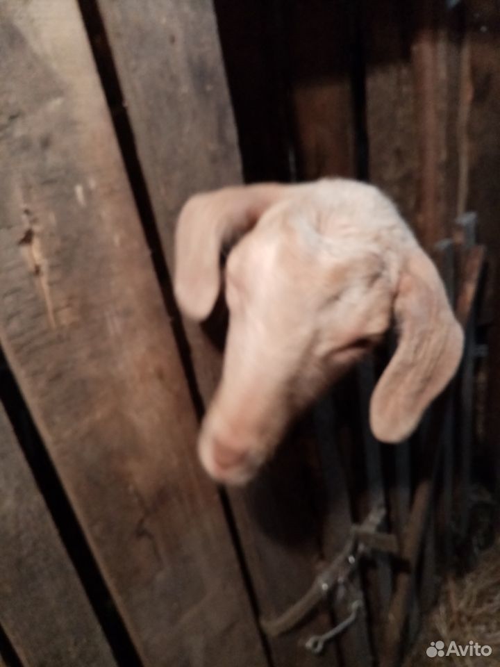 Козёл 1 год, козочка 10 месяцев, коза Чешская 2 го купить на Зозу.ру - фотография № 2