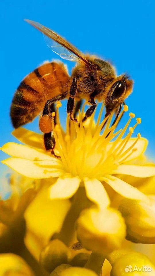 Пчелопакеты, пчёлы купить на Зозу.ру - фотография № 1