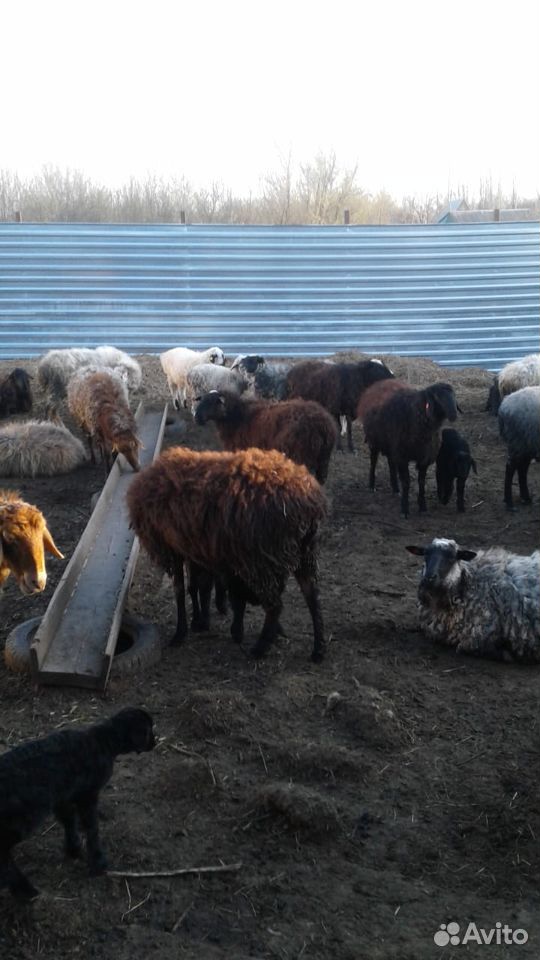 Продам овец, баранов, ягнят купить на Зозу.ру - фотография № 5