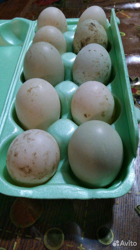 Инкубационное яицо подсадной утки купить на Зозу.ру - фотография № 2