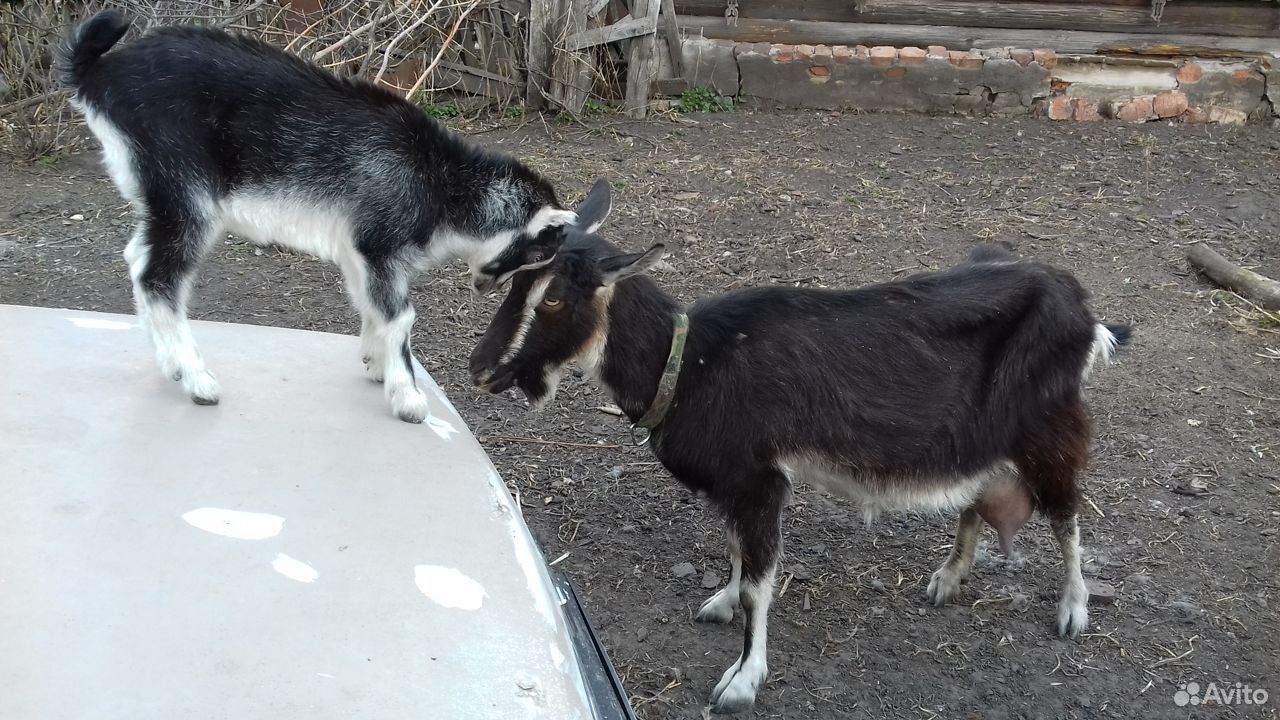 Козочка от высокоудойной козы купить на Зозу.ру - фотография № 2