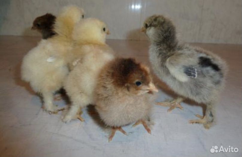 Продам двухнедельных домашних цыплят купить на Зозу.ру - фотография № 1