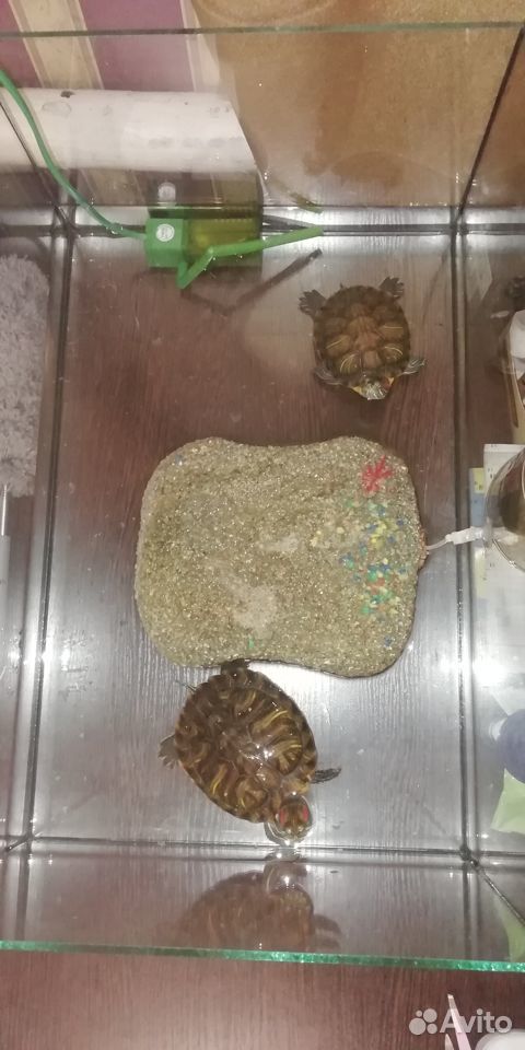 Красноухие черепахи с аквариумом, плотом и фильтро купить на Зозу.ру - фотография № 1