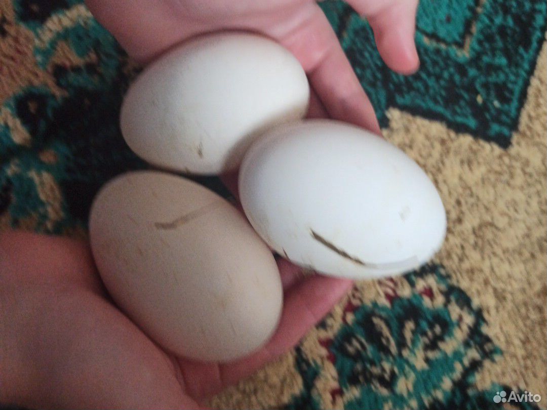 Яйца гусиные купить на Зозу.ру - фотография № 2