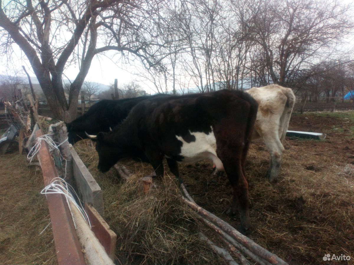 Коровы, бычки купить на Зозу.ру - фотография № 3