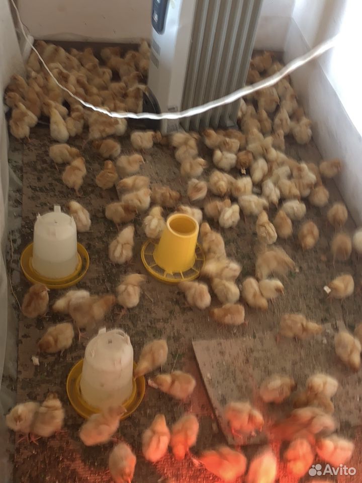 Цыпленок купить на Зозу.ру - фотография № 5