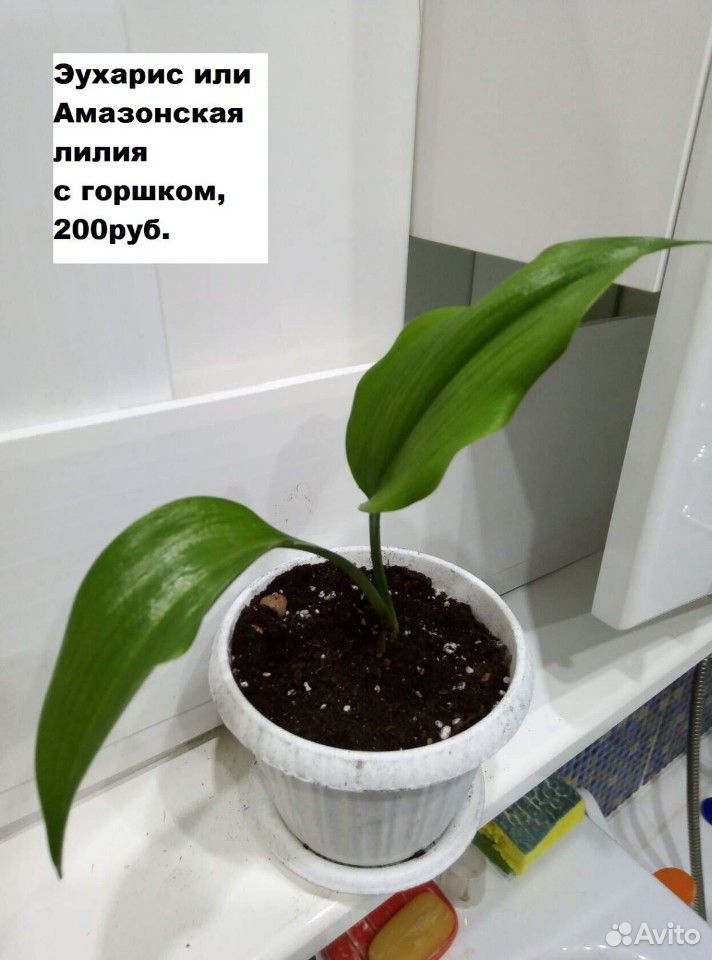 Амазонская лилия купить на Зозу.ру - фотография № 7