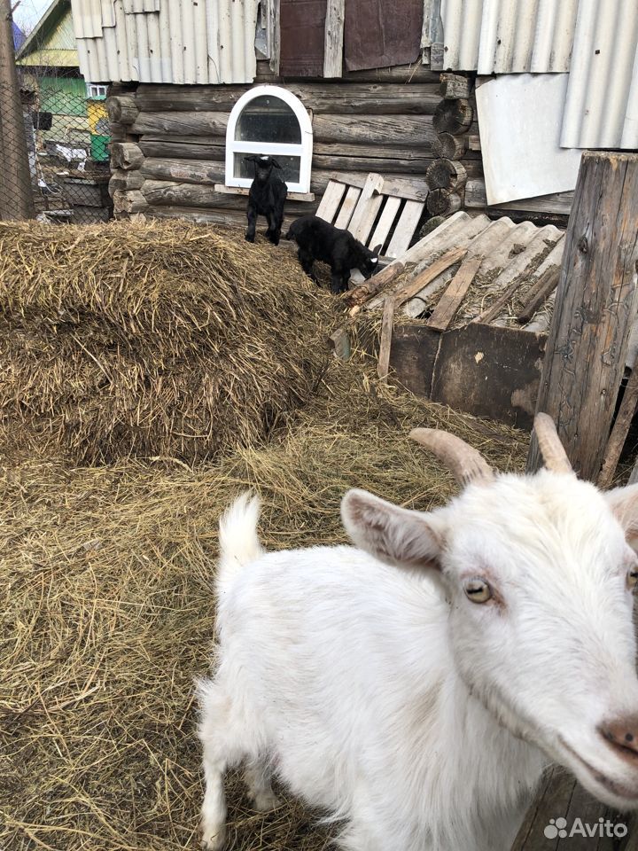 Продаётся дойная коза с козлятами купить на Зозу.ру - фотография № 1