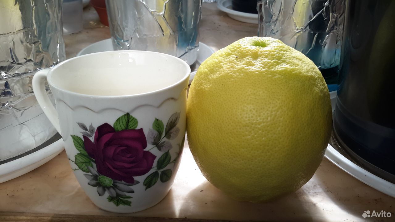 Экзотические растения Фейхоа, гуаява, лимоны, м купить на Зозу.ру - фотография № 3