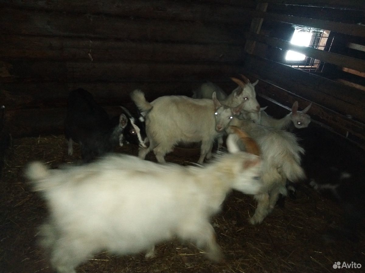 Продаются дойные козы и молодняк возраст 5 месяцев купить на Зозу.ру - фотография № 6