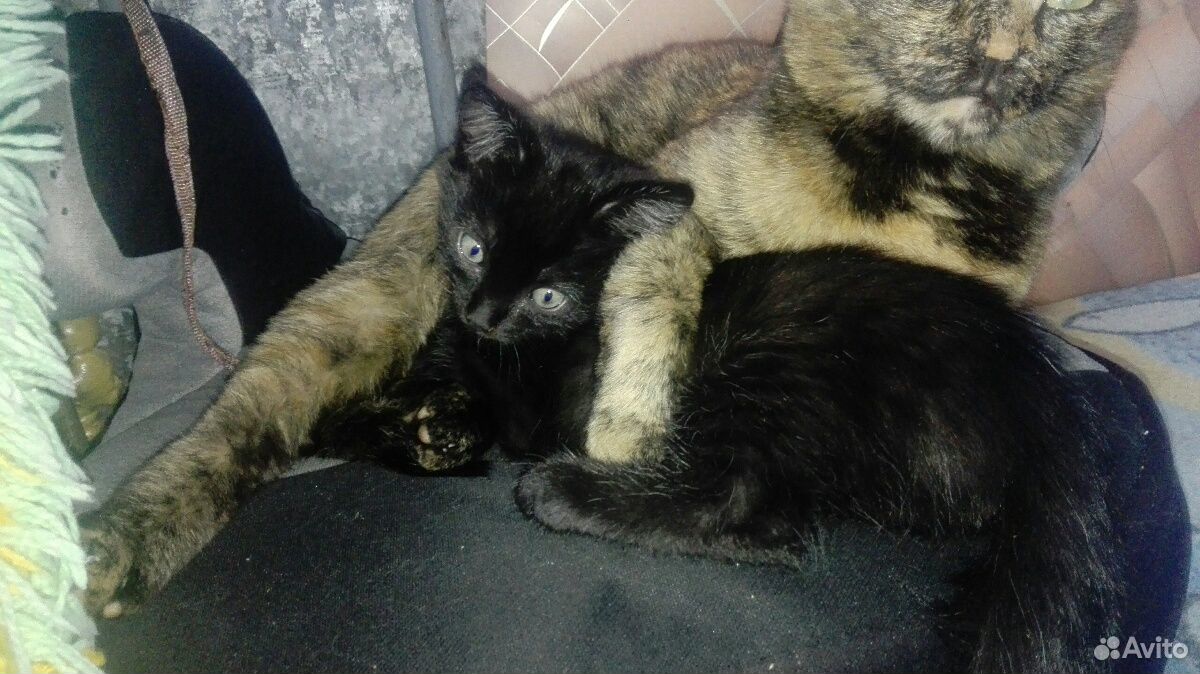 Озорливый черный котенок, с голубыми глазами купить на Зозу.ру - фотография № 1