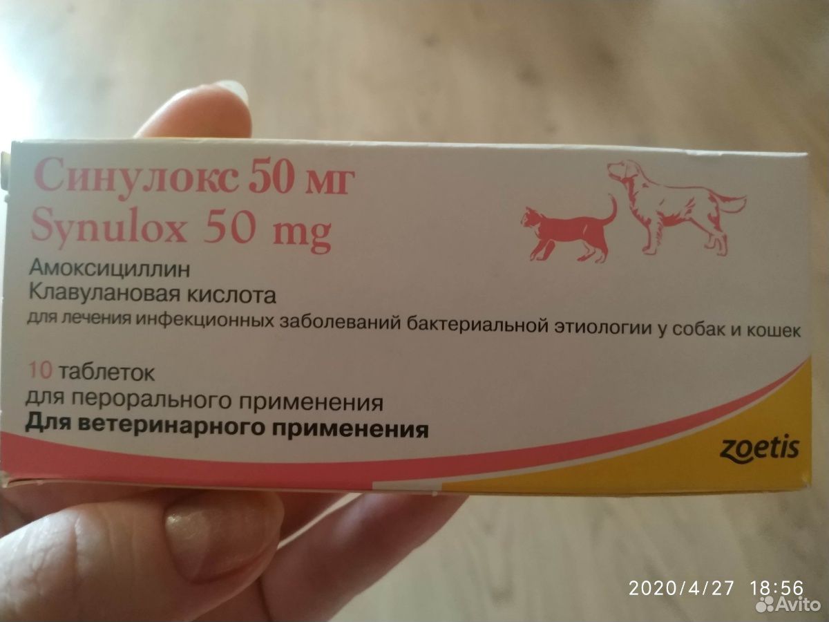 Купить синулокс 50 для кошек. Синулокс 50 мг. Синулокс 250 мг для собак. Синулокс 250 мг для собак дозировка. Синулокс Шпицы.