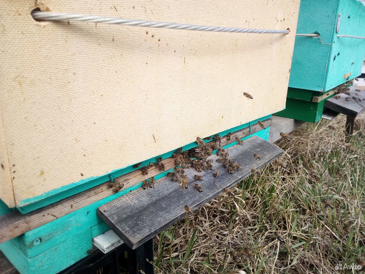 Пчелопакеты,Пчелосемьи Карника и Бакфаст купить на Зозу.ру - фотография № 2