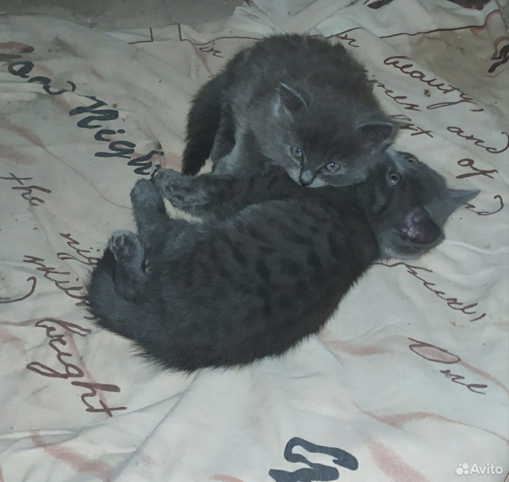 Котята породистые (Шотладская-британская) купить на Зозу.ру - фотография № 1