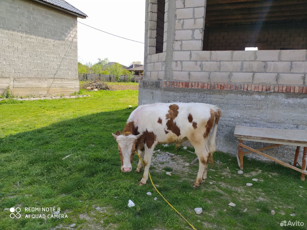 Бычок, тёлка, корова купить на Зозу.ру - фотография № 5
