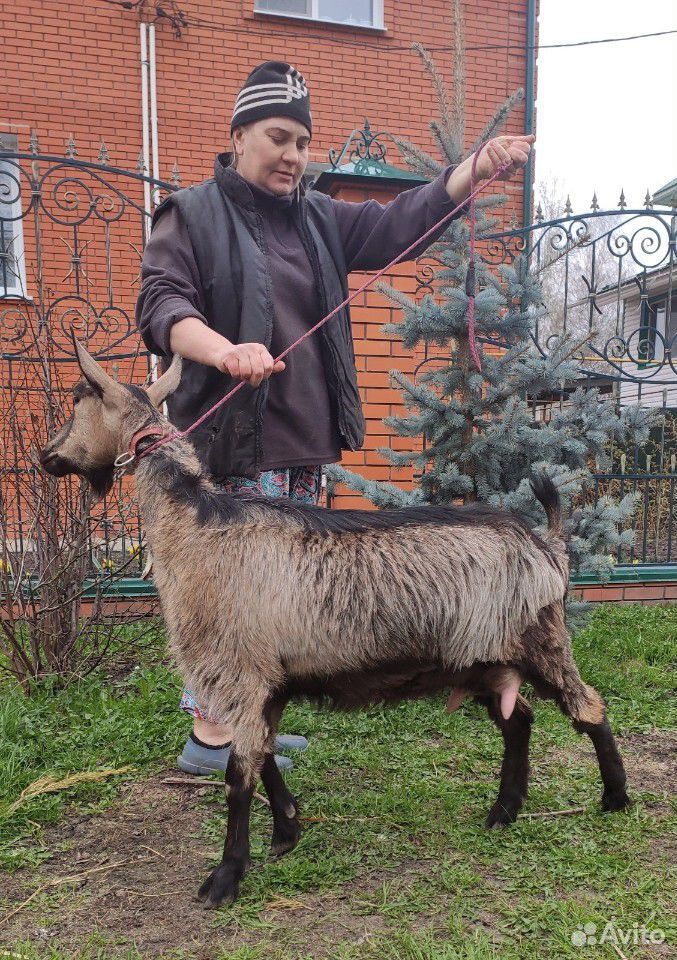Дойная альпийская коза купить на Зозу.ру - фотография № 4