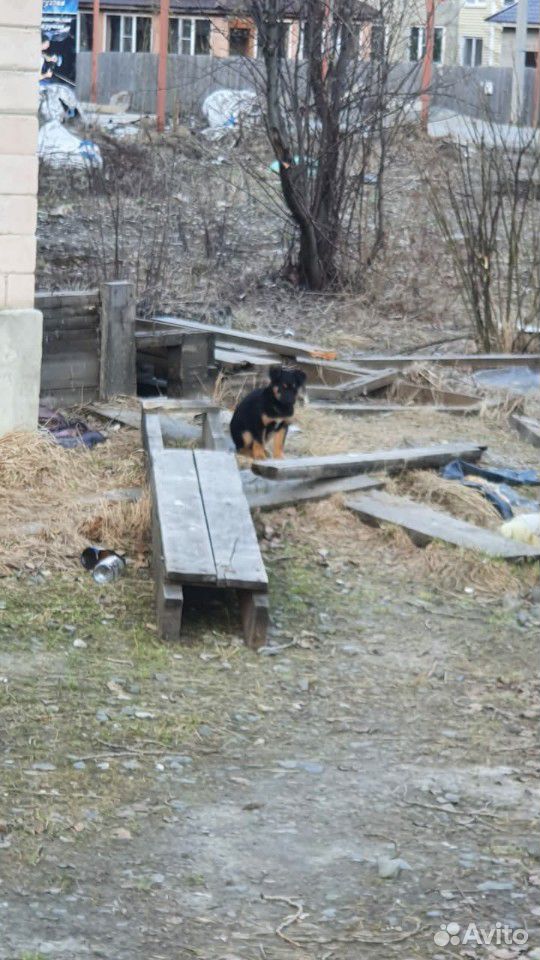 Бездомные щенки хотят стать домашними купить на Зозу.ру - фотография № 3