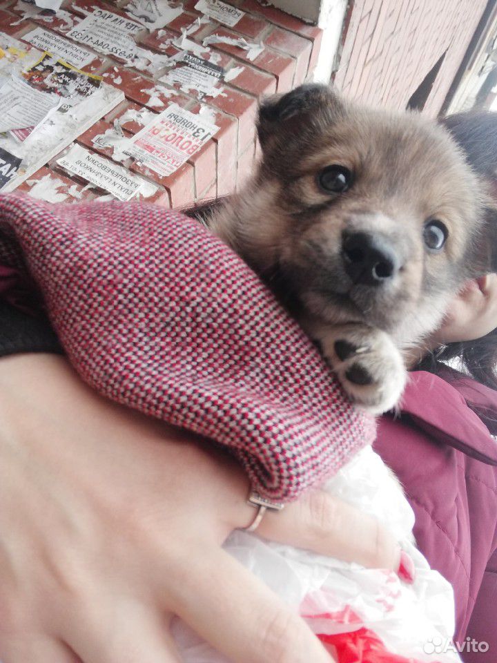 Милый щенок купить на Зозу.ру - фотография № 1