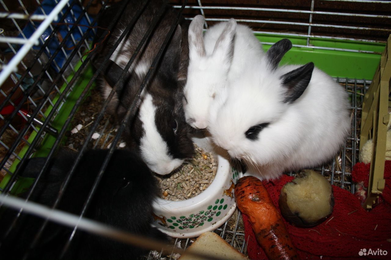 Милые пушистые кролики скрасят жизнь купить на Зозу.ру - фотография № 1