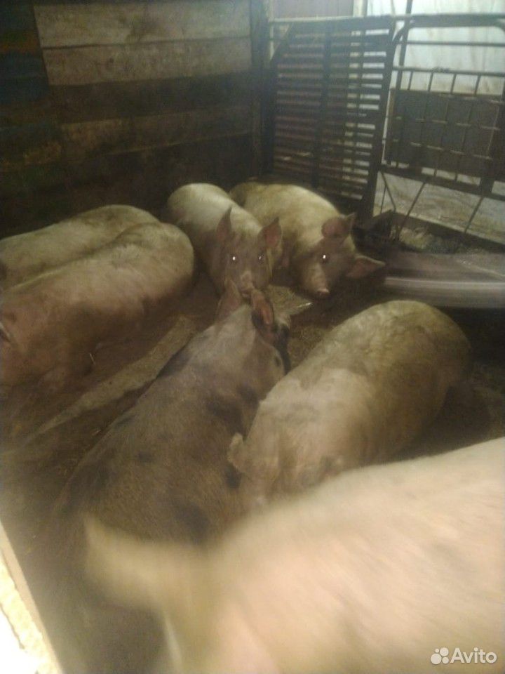Продам свиней на мясо купить на Зозу.ру - фотография № 2