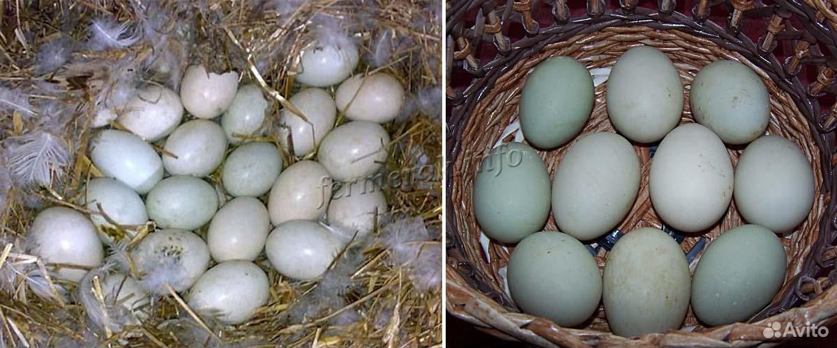 Яйца утки индийского бегунка для инкубации купить на Зозу.ру - фотография № 1