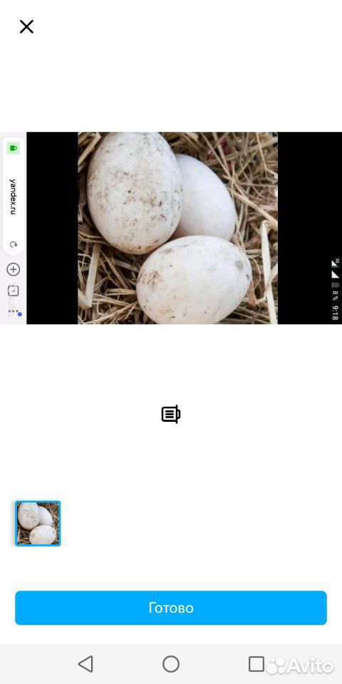 Яйцо инкубационное утки агидель купить на Зозу.ру - фотография № 1