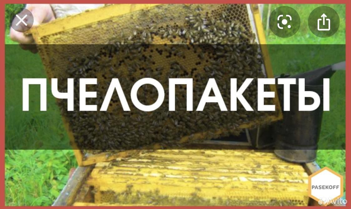 Пчелопакеты (отводки) купить на Зозу.ру - фотография № 1