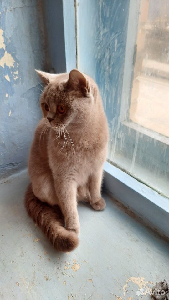Продам кошек купить на Зозу.ру - фотография № 1