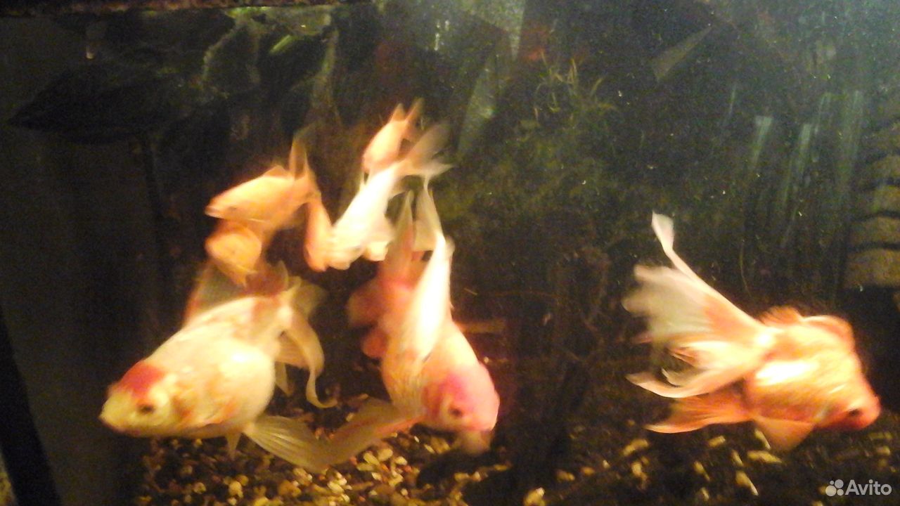 Рыбки золотые в большой аквариум купить на Зозу.ру - фотография № 2