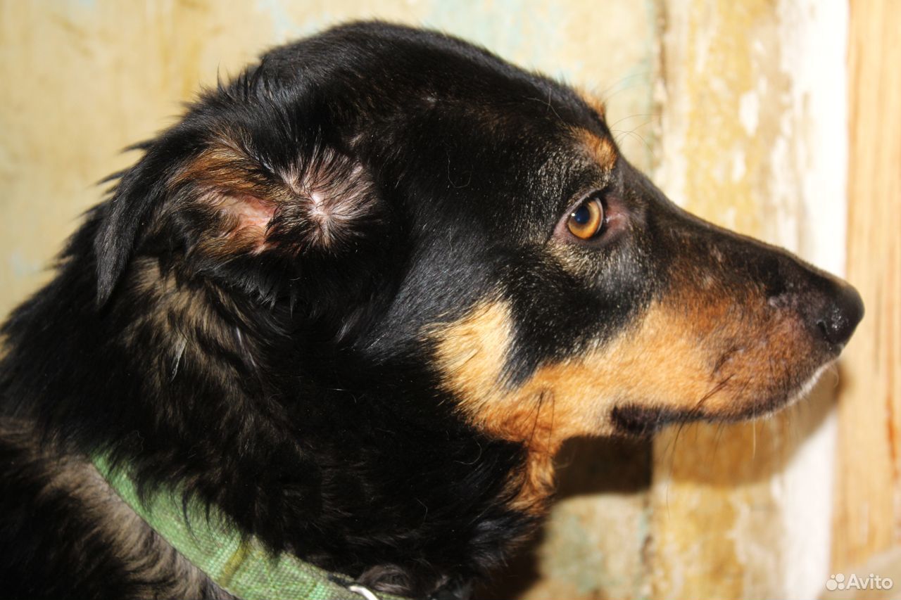 Собачка Даша из приюта ищет доброго друга купить на Зозу.ру - фотография № 3