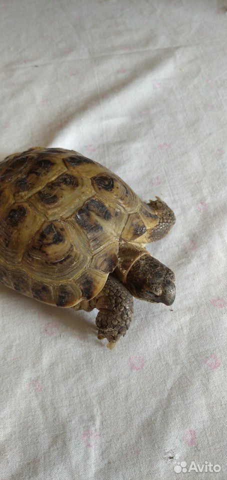 Сухопутные черепахи купить на Зозу.ру - фотография № 5