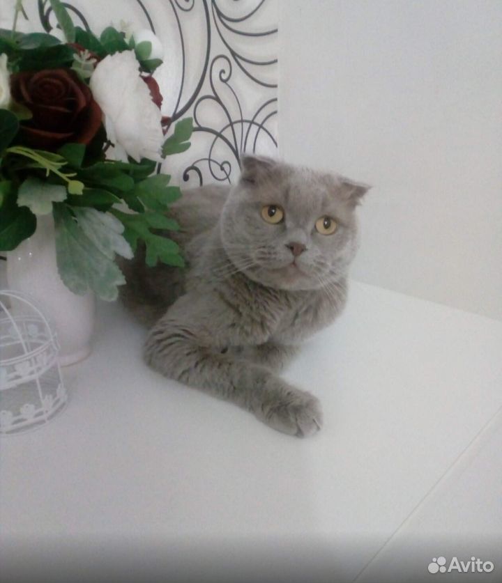 Продам шотландских котят. Котята родились 4 апреля купить на Зозу.ру - фотография № 7
