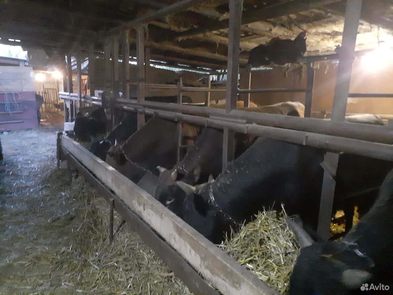 Откормачные быки купить на Зозу.ру - фотография № 4