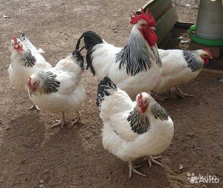 Цыплята (подрощенные) серебристые адлерские купить на Зозу.ру - фотография № 2