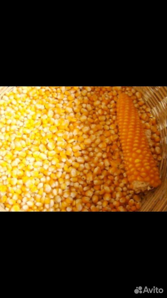Кукуруза зерно купить на Зозу.ру - фотография № 1