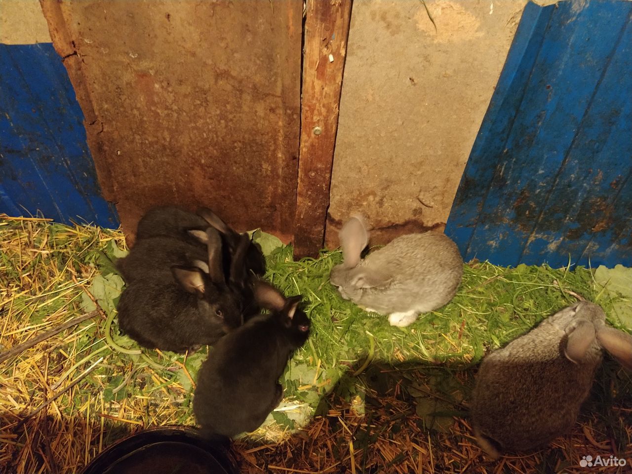 Крольчата и крольчиха купить на Зозу.ру - фотография № 6