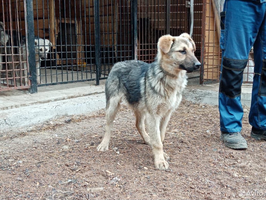 Где Можно Купить Собаку В Оренбурге