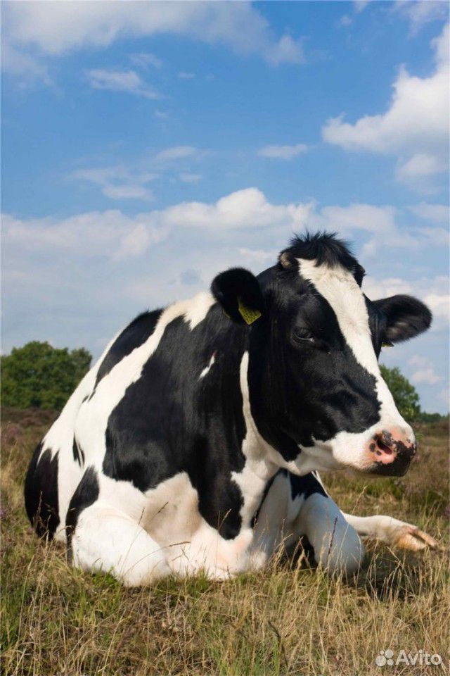 Черно-пестрая корова купить на Зозу.ру - фотография № 1