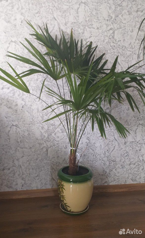 Пальма веерная в керамическом кашпо, 150 см купить на Зозу.ру - фотография № 1