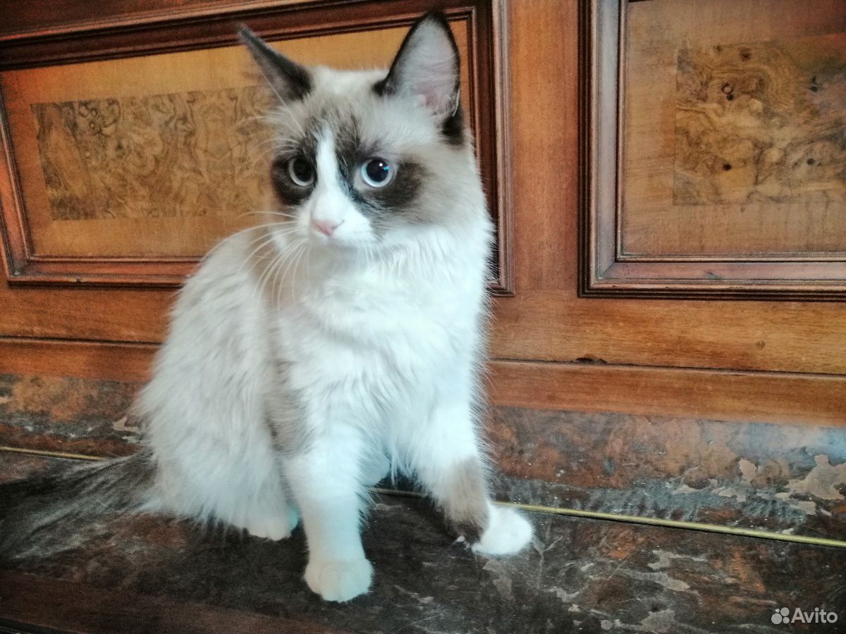 Пропал котик породы Сноу Шу в п.Дубовое Белгород
