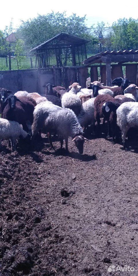Овце матки купить на Зозу.ру - фотография № 1