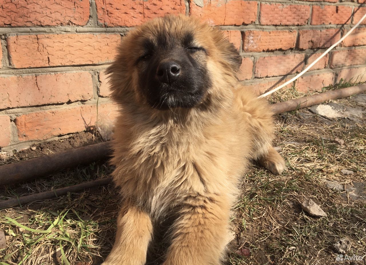 Пёс 6 месяцев купить на Зозу.ру - фотография № 4