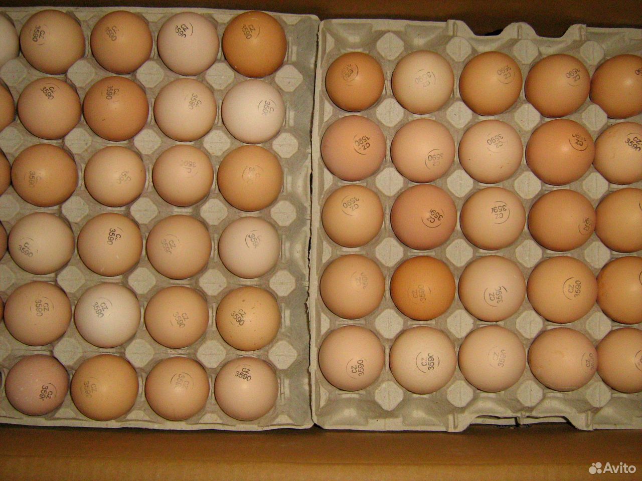 Кобб-500 инкубационное яйцо купить на Зозу.ру - фотография № 1