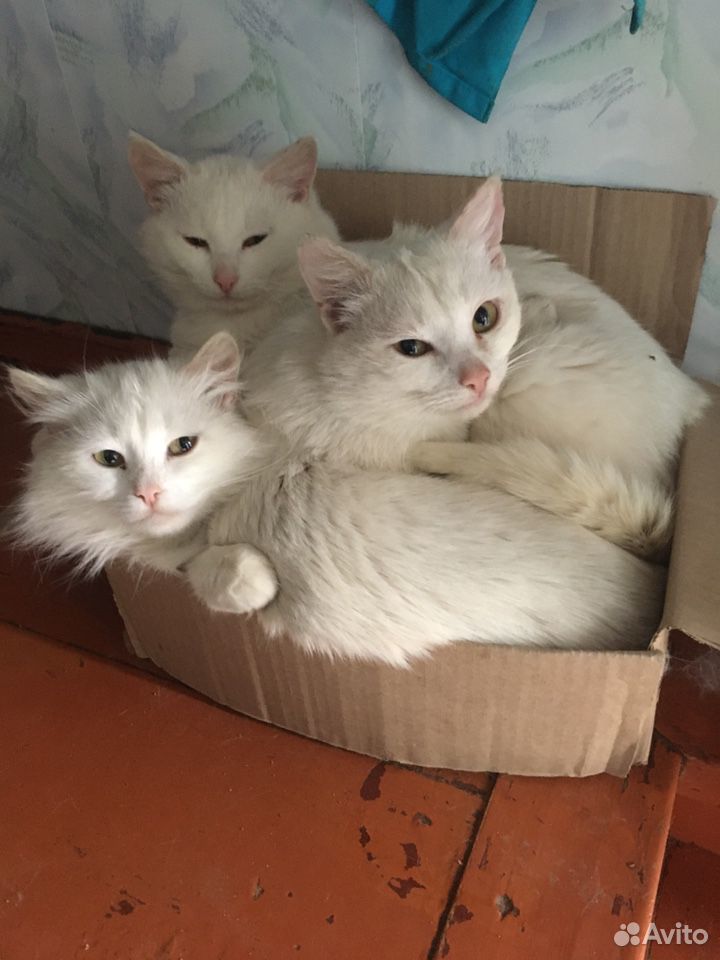Три кота купить на Зозу.ру - фотография № 2