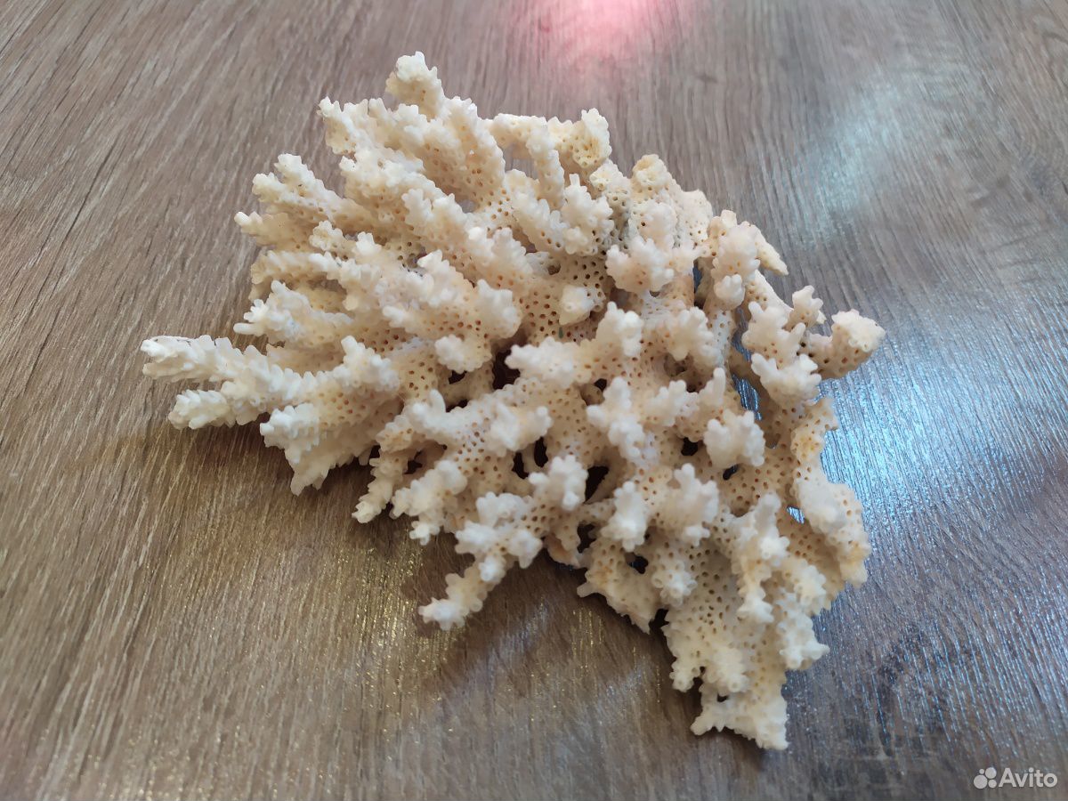 Настоящий морской кустовой коралл купить на Зозу.ру - фотография № 1